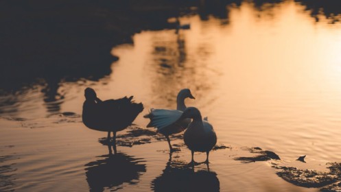 Ducks at dusk 2