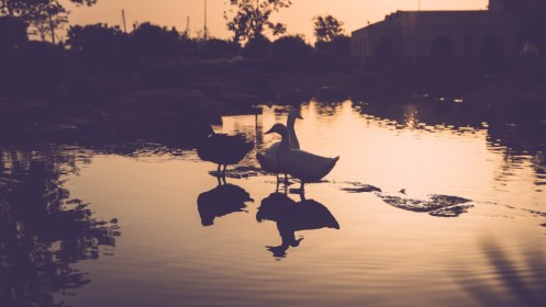 Ducks at dusk 1