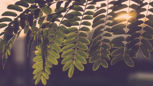 Leaves with the sun behind